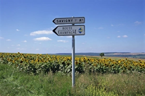 Road Signs Prints: Road sign and sunflowers, Route de Champagne, Savigny, Champagne Ardenne, France, Europe
