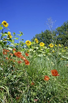 Sun Flower Prints: Roadside flowers including poppies, with sunflowers in the background, near Lerne