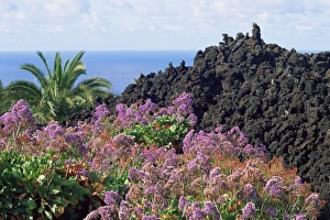 La Palma Prints: Roadside flowers, La Palma, Canary Islands, Spain, Europe
