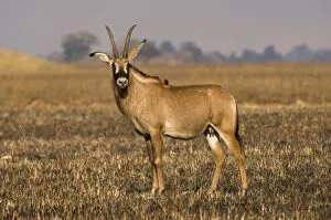 Images Dated 15th July 2007: Roan antelope, Busanga Plains, Kafue National Park, Zambia, Africa