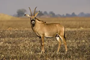 Brushland Prints: Roan antelope, Busanga Plains, Kafue National Park, Zambia, Africa