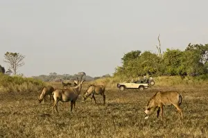 Roan antelope, Busanga Plains, Kafue National Park, Zambia, Africa