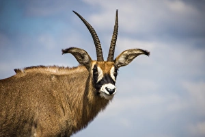 Roan antelope (Hippotragus equinus), Nyika National Park, Malawi, Africa