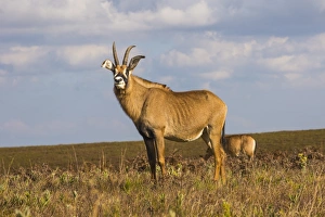 Roan antelope (Hippotragus equinus), Nyika National Park, Malawi, Africa