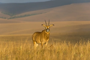 Male Animal Prints: Roan antelope (Hippotragus equinus), Nyika National Park, Malawi, Africa