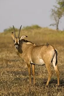 Images Dated 15th July 2007: Roan antelope and oxpecker, Busanga Plains, Kafue National Park, Zambia, Africa