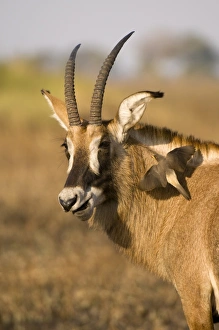 Images Dated 15th July 2007: Roan antelope and oxpecker, Busanga Plains, Kafue National Park, Zambia, Africa