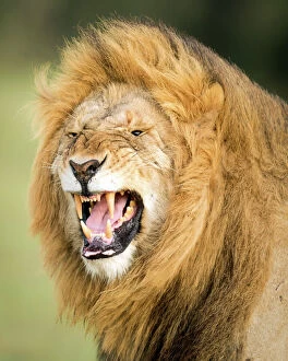 Foreground Focus Gallery: Roaring Lion, Masai Mara, Kenya, East Africa, Africa