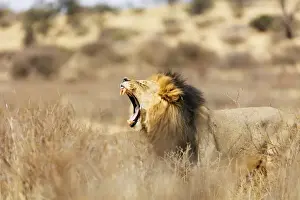 Panthera Prints: Roaring lion (Panthera leo), Kgalagadi Transfrontier Park, Kalahari, Northern Cape