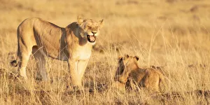 Panthera Prints: Roaring lioness with cubs, Masai Mara, Kenya, Africa