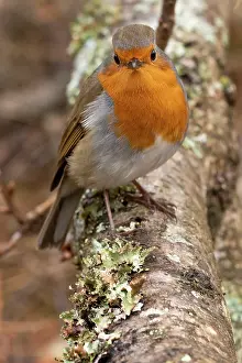 Songbird Prints: A robin on a branch at Tarn Hows Lake, Lake District National Park, United Kingdom