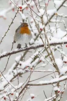 Robin (Erithacus rubecula), with berries in snow, United Kingdom, Europe