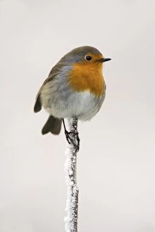 Images Dated 17th December 2007: Robin (Erithacus rubecula) on frosty twig in winter, Northumberland, England