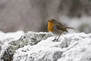 Robin (Erithacus rubecula) on frosty wall in winter, Northumberland, England