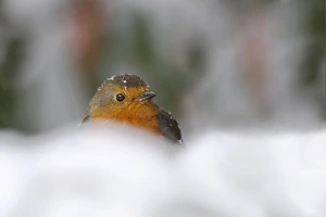 Snowing Prints: Robin (Erithacus rubecula), in garden in falling snow, United Kingdom, Europe