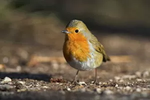 Lancashire Collection: Robin, Erithacus rubecula, on ground at Leighton Moss RSPB nature reserve