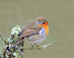 Wild Animals Prints: Robin (Erithacus rubecula), Lake District, Cumbria, England, United Kingdom, Europe