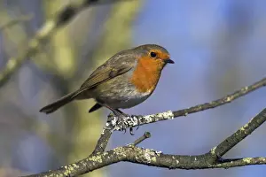 Lancashire Prints: Robin, Erithacus rubecula, perched on a tree branch at Leighton Moss RSPB nature reserve