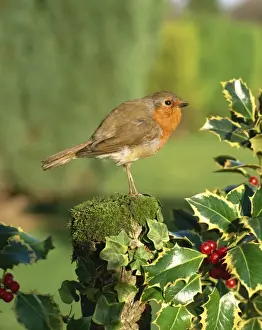 Roosting Prints: Robin (Erithacus rubecula) perching on post near holly