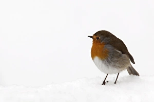 Beak Prints: Robin (Erithacus rubecula), in snow, United Kingdom, Europe