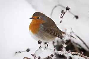 Adorable Prints: Robin (Erithacus rubecula), in snow, United Kingdom, Europe