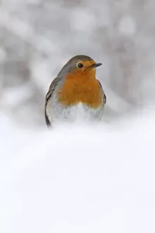 Images Dated 31st December 2009: Robin (Erithacus rubecula), in snow, United Kingdom, Europe