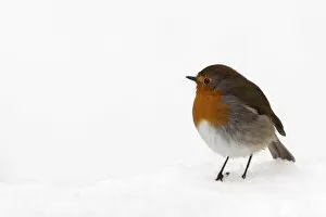 Robin (Erithacus rubecula), in snow, United Kingdom, Europe