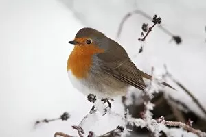 Images Dated 3rd December 2010: Robin (Erithacus rubecula), in snow, United Kingdom, Europe