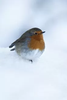Images Dated 1st December 2010: Robin (Erithacus rubecula), in snow, United Kingdom, Europe