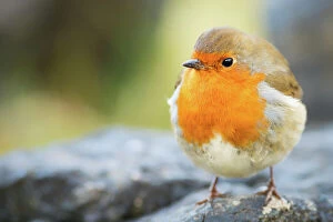 Close Up View Gallery: Robin, garden bird, Scotland, United Kingdom, Europe