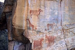 Images Dated 8th September 2010: Rock art, Tsodilo Hills, UNESCO World Heritage Site, Ngamiland, Botswana, Africa