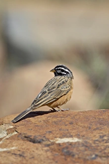Images Dated 11th November 2006: Rock bunting (cinnamon-breasted bunting) (Emberiza tahapisi), Mountain Zebra National Park
