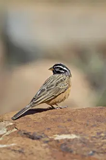 Mountain Zebra Prints: Rock bunting (cinnamon-breasted bunting) (Emberiza tahapisi), Mountain Zebra National Park