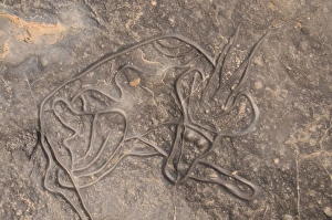 Images Dated 6th April 2010: Rock carving of a cow, Tin Taghirt, Tassili n Ajjer, Algeria, North Africa, Africa