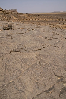 Images Dated 6th April 2010: Rock carving of a cow, Tin Taghirt, Tassili n Ajjer, Algeria, North Africa, Africa