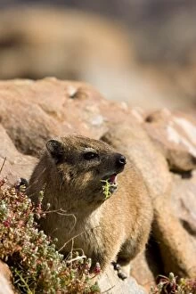 Images Dated 9th August 2008: Rock Dassie