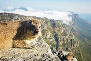 Wild Animals Prints: Rock Dassie (hyrax) on top of Table Mountain, Cape Town, South Africa, Africa