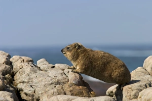Rock dassie (Procavia capensi)