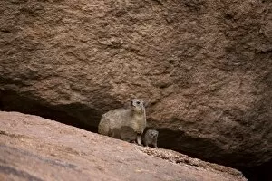 Rock dassie (Procavia capensis) with her young
