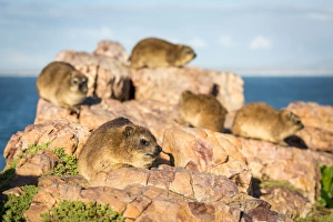 Small Group Of Animals Prints: Rock Dassies (hyrax), Hermanus, Western Cape, South Africa, Africa