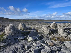 Typically Irish Prints: Rock Forest, The Burren, , County Clare, Munster, Republic of Ireland, Europe