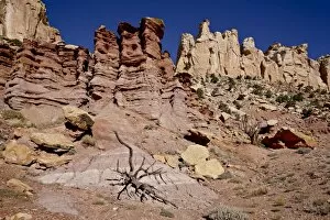 Images Dated 26th October 2010: Rock formations and dead juniper, Grand Staircase-Escalante National Monument