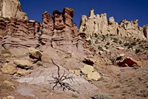 Dead Tree Prints: Rock formations and dead juniper, Grand Staircase-Escalante National Monument