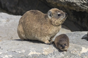 Looking Away Prints: Rock hyrax (dassie) (Procavia capensis), with baby, De Hoop nature reserve, Western Cape