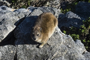 Wild Animals Prints: Rock hyrax (Procavia capensis) (dassie), Table Mountain, Cape Town, South Africa, Africa