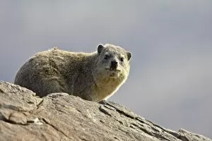 Images Dated 10th November 2006: Rock hyrax (rock dassie) (Procavia capensis), Mountain Zebra National Park