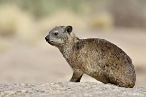 Images Dated 23rd October 2007: Rock hyrax (rock dassie) (Procavia capensis), Augrabies Falls National Park
