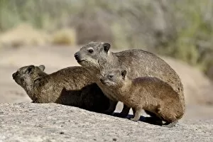 Images Dated 23rd October 2007: Rock hyrax (rock dassie) (Procavia capensis) mother and young, Augrabies Falls National Park