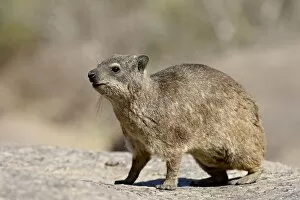 Images Dated 23rd October 2007: Rock hyrax (rock dassie) (Procavia capensis), Augrabies Falls National Park