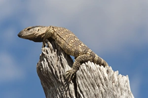 Images Dated 15th May 2009: Rock monitor (Varanus albigularis), Etosha National Park, Namibia, Africa